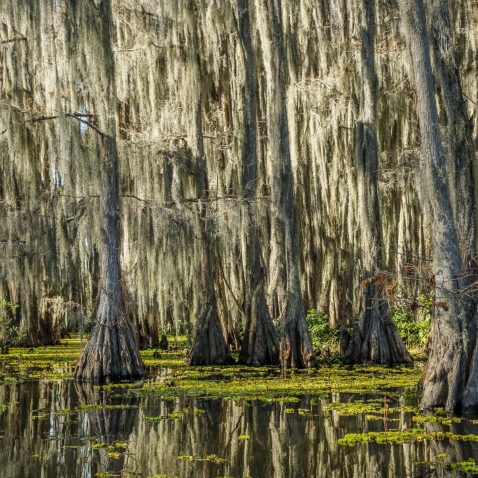 Caddo Lake