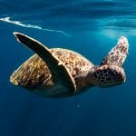 Offshore Fishing SeaLife - Loggerhead Turtles