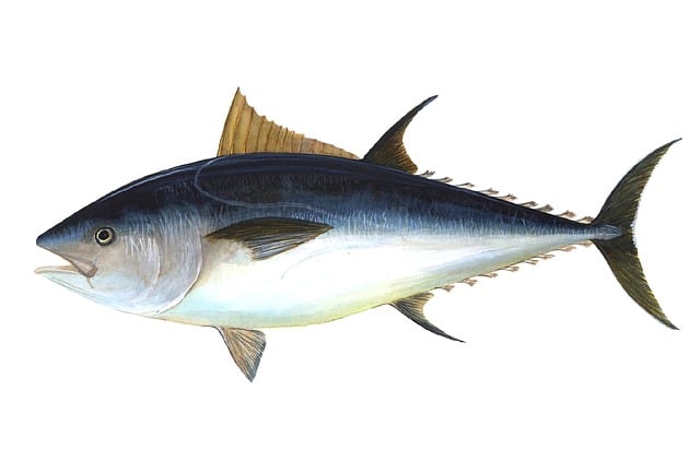 tuna rod and reel