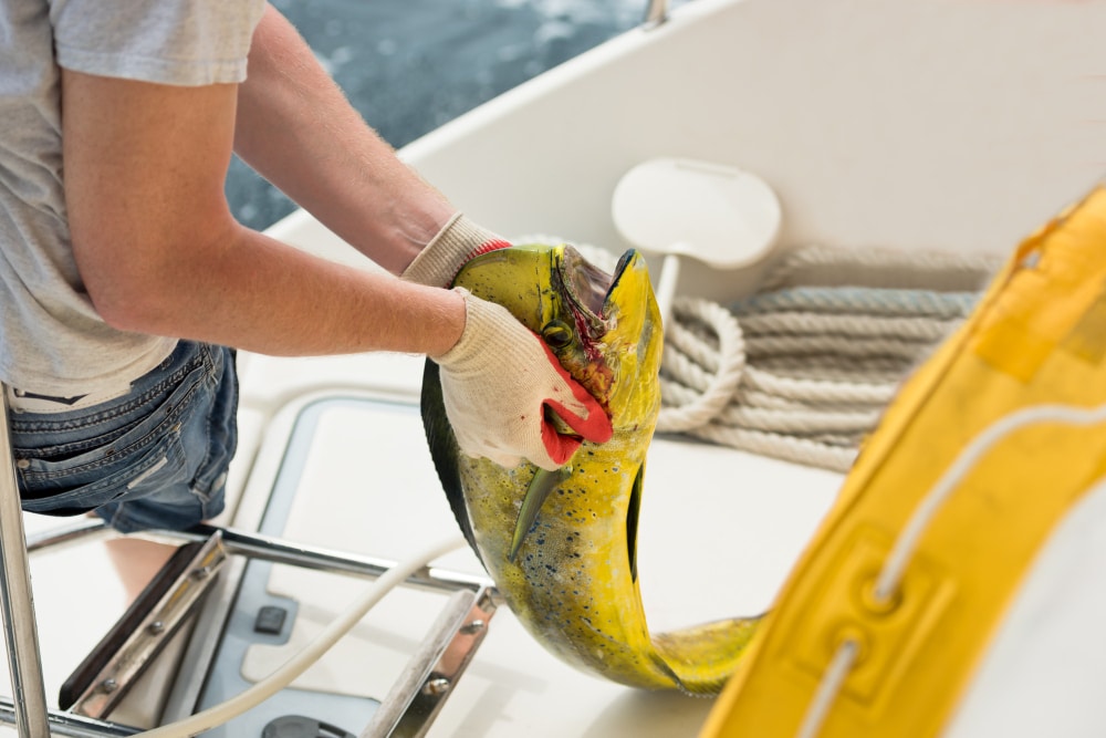 Catch Dolphinfish in Green Turtle Cay