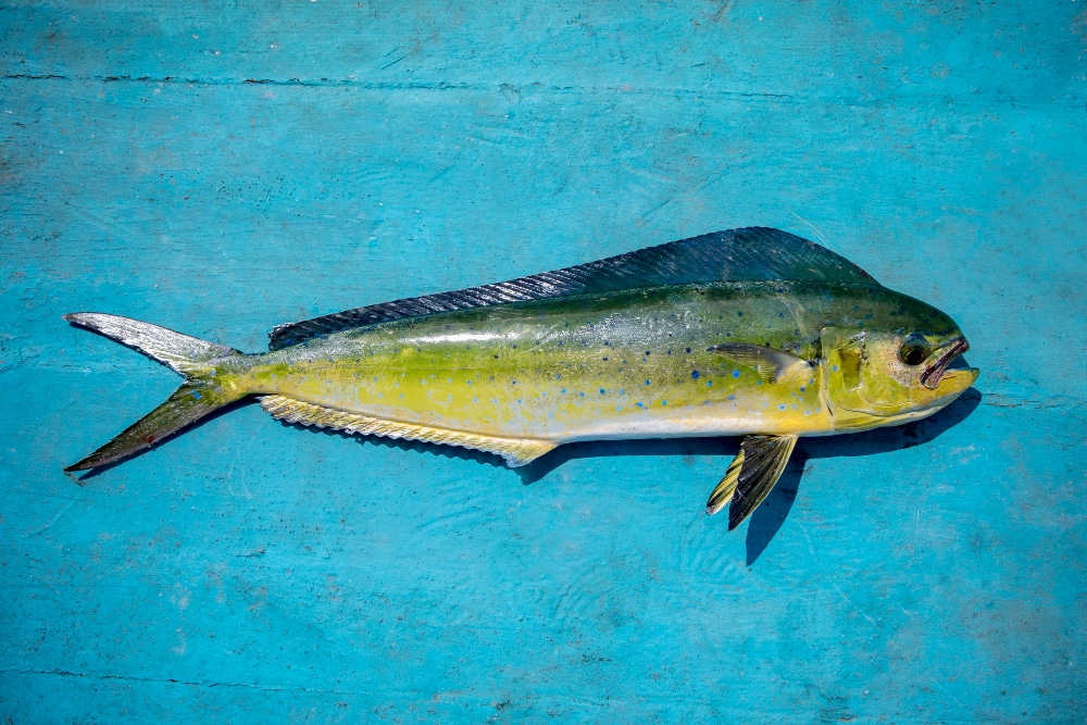 Catch Yellow Fin Tuna in New Providence Island