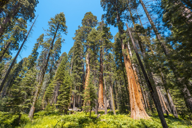 Hike in Sequoia National Park