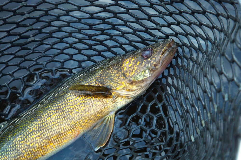 Walleye