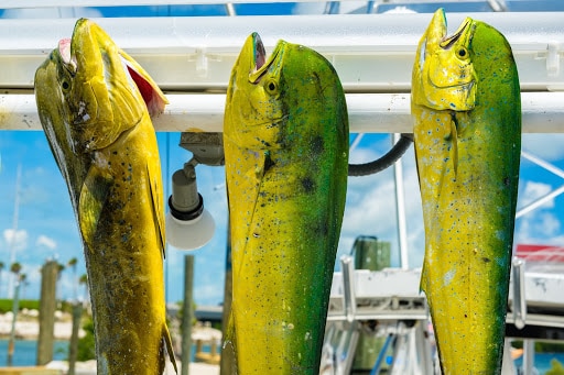 Best Places to Fish in Florida